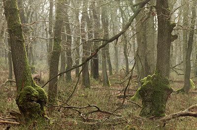 BUITEN BEELD Foto: 117147