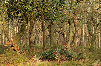 BUITEN BEELD Foto: 117148