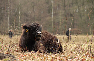 BUITEN BEELD Foto: 117151