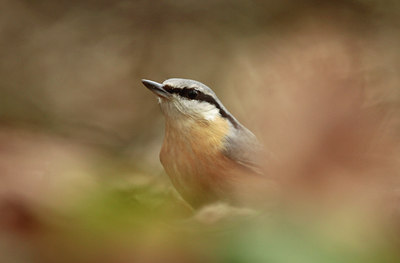 BUITEN BEELD Foto: 117152