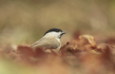 BUITEN BEELD Foto: 117153