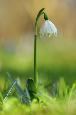 BUITEN BEELD Foto: 117167