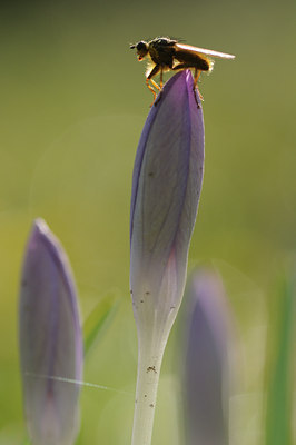 BUITEN BEELD Foto: 117172