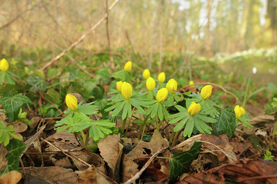 BUITEN BEELD Foto: 117177