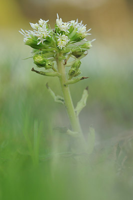 BUITEN BEELD Foto: 117179
