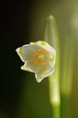 BUITEN BEELD Foto: 117193