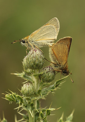 BUITEN BEELD Foto: 117204