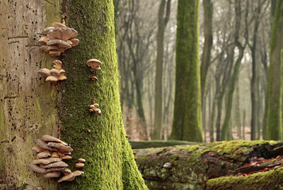 BUITEN BEELD Foto: 117211