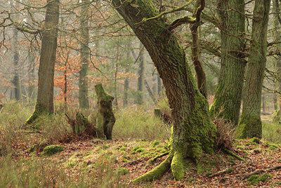 BUITEN BEELD Foto: 117216