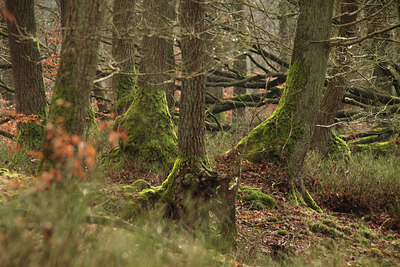 BUITEN BEELD Foto: 117218