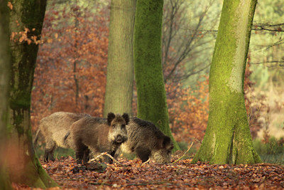 BUITEN BEELD Foto: 117219