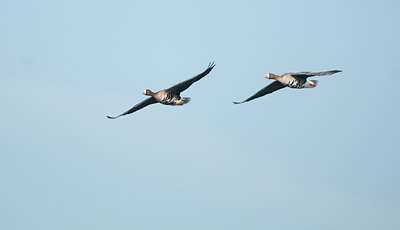 BUITEN BEELD Foto: 117266