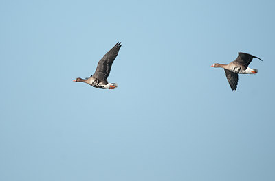 BUITEN BEELD Foto: 117267