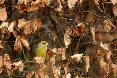 BUITEN BEELD Foto: 117308