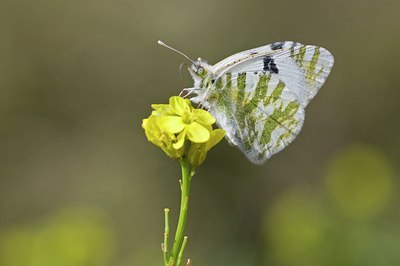 BUITEN BEELD Foto: 117324