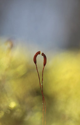 BUITEN BEELD Foto: 117337
