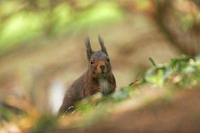 BUITEN BEELD Foto: 117339