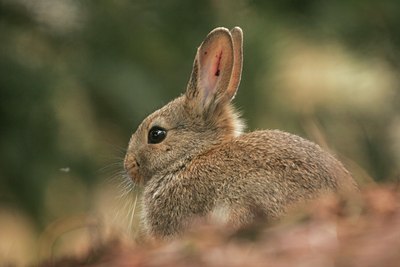 BUITEN BEELD Foto: 117342