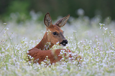 BUITEN BEELD Foto: 117361