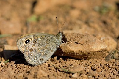 BUITEN BEELD Foto: 117362