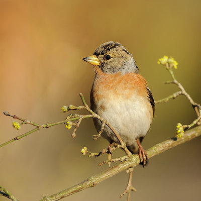 BUITEN BEELD Foto: 117364