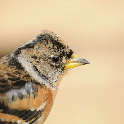 BUITEN BEELD Foto: 117365