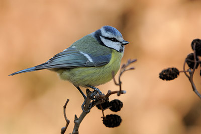 BUITEN BEELD Foto: 117374