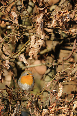 BUITEN BEELD Foto: 117378