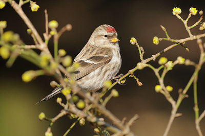 BUITEN BEELD Foto: 117390