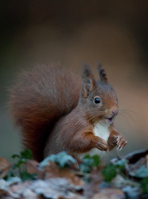BUITEN BEELD Foto: 117409