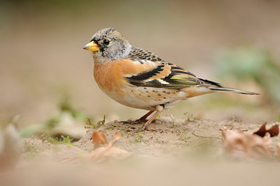 BUITEN BEELD Foto: 117454