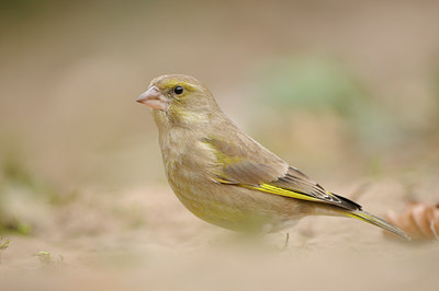 BUITEN BEELD Foto: 117456