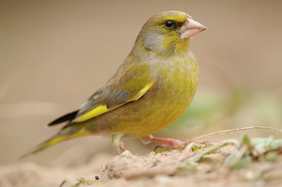 BUITEN BEELD Foto: 117462