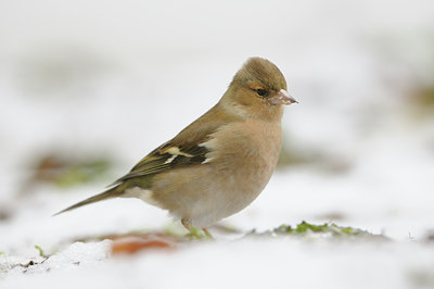 BUITEN BEELD Foto: 117470