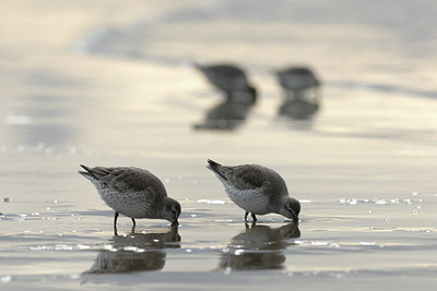 BUITEN BEELD Foto: 117485