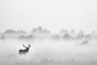BUITEN BEELD Foto: 117566