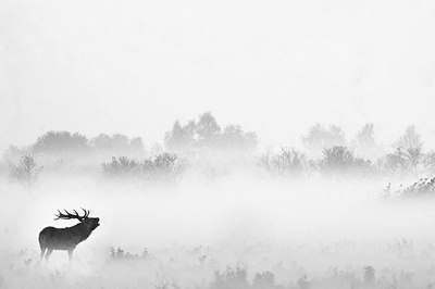 BUITEN BEELD Foto: 117567