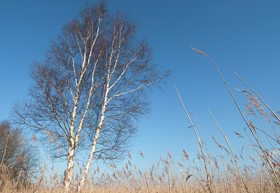 BUITEN BEELD Foto: 117582