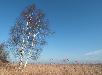 BUITEN BEELD Foto: 117583