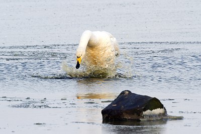 BUITEN BEELD Foto: 117612