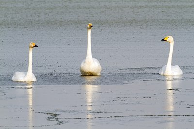 BUITEN BEELD Foto: 117625