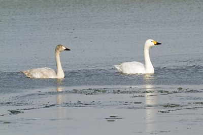 BUITEN BEELD Foto: 117635