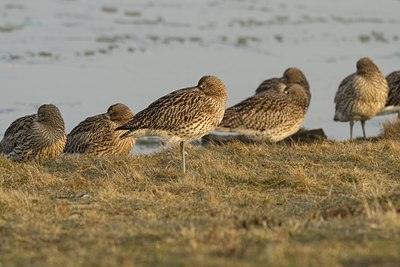 BUITEN BEELD Foto: 117719