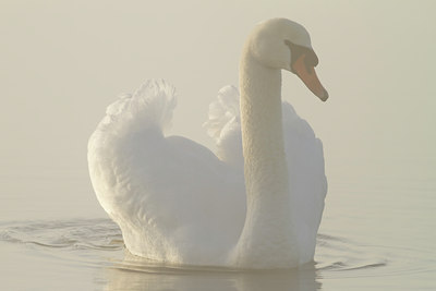 BUITEN BEELD Foto: 117733