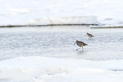 BUITEN BEELD Foto: 117741