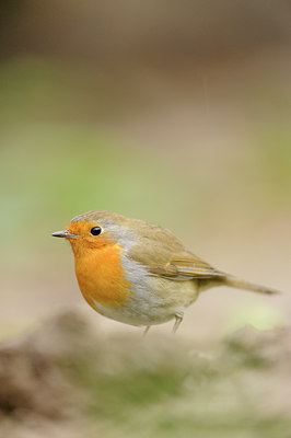 BUITEN BEELD Foto: 117758