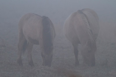 BUITEN BEELD Foto: 117763