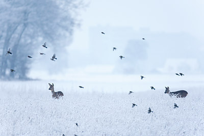 BUITEN BEELD Foto: 117776
