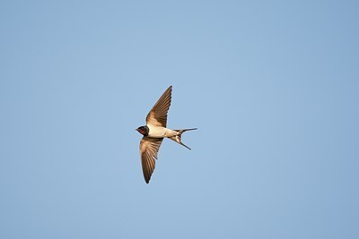 BUITEN BEELD Foto: 117778
