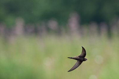 BUITEN BEELD Foto: 117780